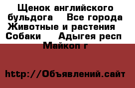 Щенок английского бульдога  - Все города Животные и растения » Собаки   . Адыгея респ.,Майкоп г.